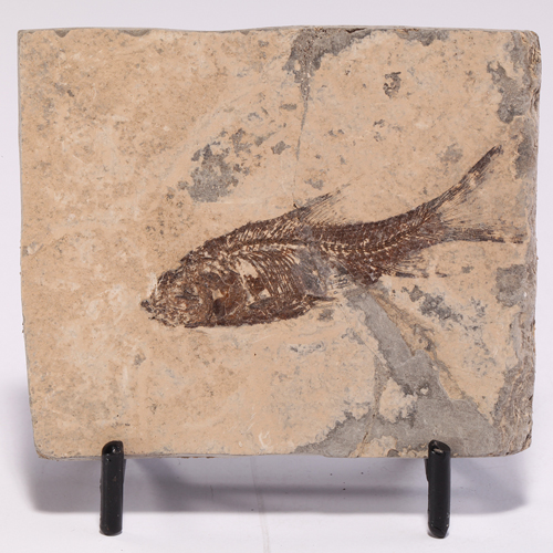 장한 익투스(jianghan ichthys)화석Crystal Fantasy